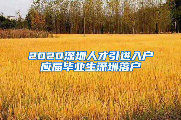 2020深圳人才引进入户应届毕业生深圳落户