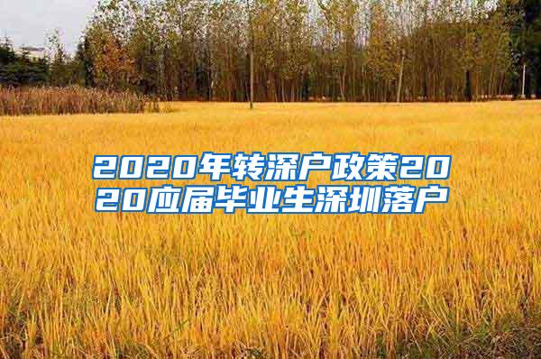 2020年转深户政策2020应届毕业生深圳落户