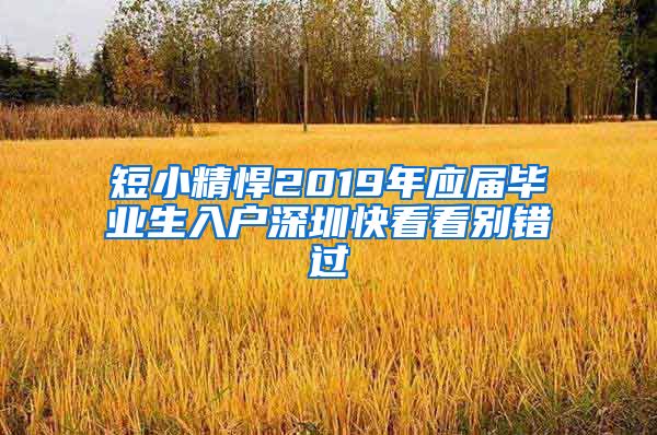 短小精悍2019年应届毕业生入户深圳快看看别错过