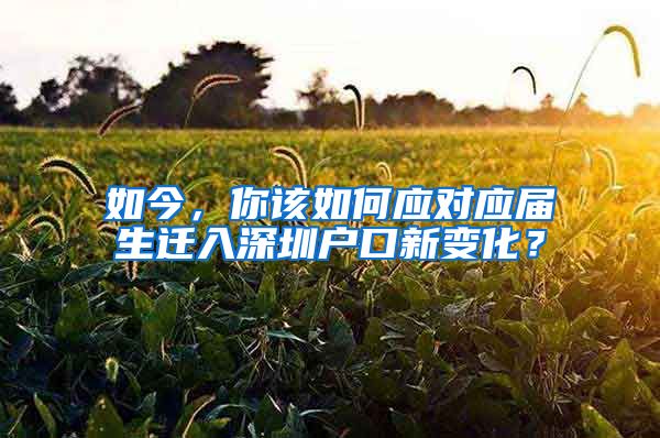 如今，你该如何应对应届生迁入深圳户口新变化？